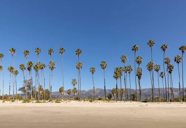 Naturskön Strand Vid Santa Barbara Med Palmer — Stockfoto