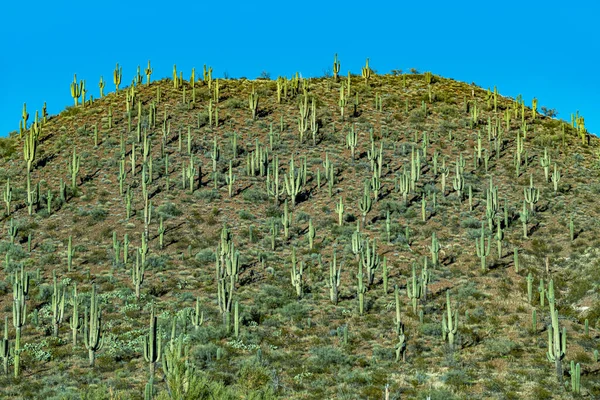 Κάκτοι Λοφώδες Τοπίο Στην Έρημο Του Νέου Μεξικού Ηπα — Φωτογραφία Αρχείου