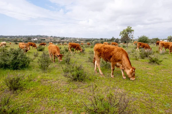 Cows Grazing Fresh Green Grass Meadow Portugal Area Algarve — Stock Photo, Image