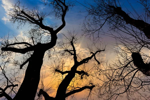 Σιλουέτα Από Παλιά Δέντρα Στο Πάρκο Δραματικό Ουρανό Στο Παρασκήνιο — Φωτογραφία Αρχείου