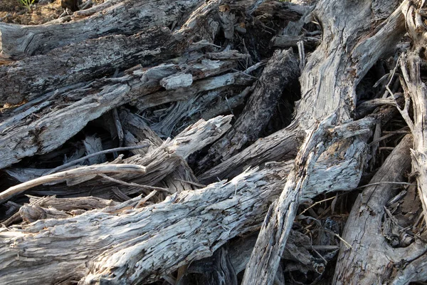Αποξηραμένα Φυσικά Καυσόξυλα Νεκρών Δέντρων Στο Δάσος Της Περιοχής Algarve — Φωτογραφία Αρχείου