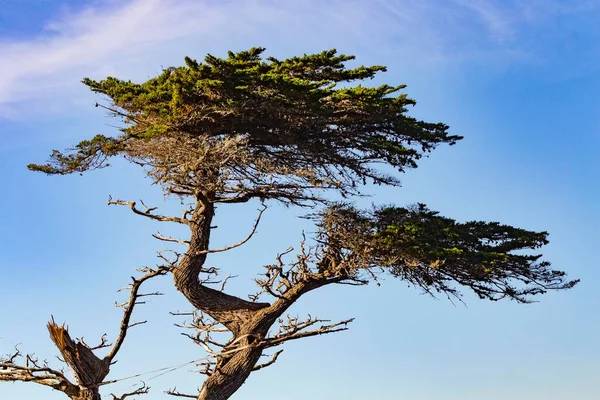 Detalhe Pinheiro Velho Sob Céu Azul Point Lobos Califórnia — Fotografia de Stock