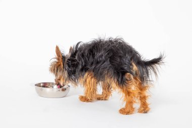 Beyaz arka planda aç Yorkshire Teriyeri yemek