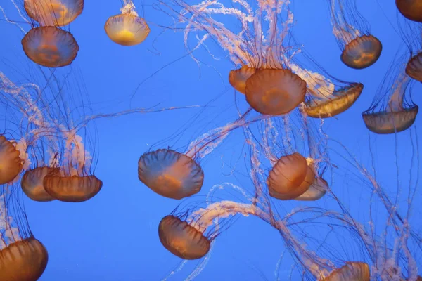 Красивые Медузы Голубом Море — стоковое фото