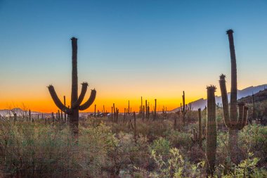 Arizona, Tuscon 'da güzel yeşil kaktüslerle gün batımı