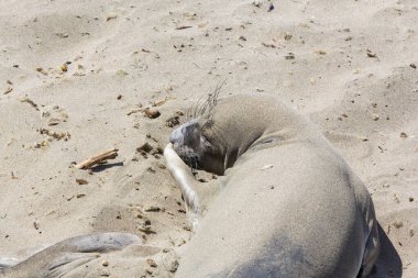 Sealion, San Simeon sahilinde dinleniyor.