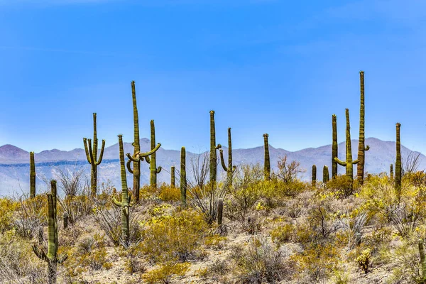 Blühender Kaktus Detail Der Wüste Mit Blauem Himmel — Stockfoto