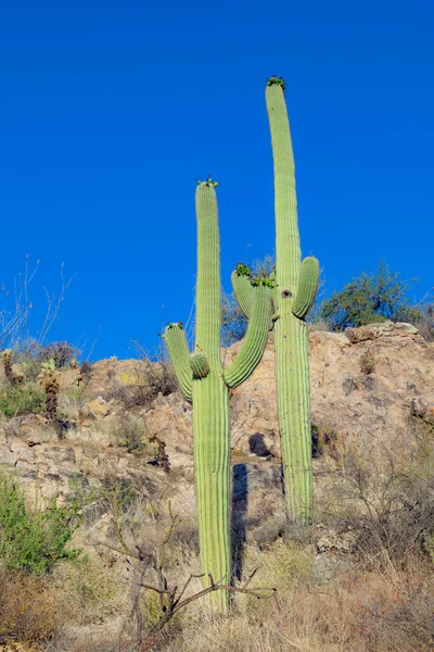 Puesta Sol Con Hermosos Cactus Verdes Paisaje Del Desierto —  Fotos de Stock