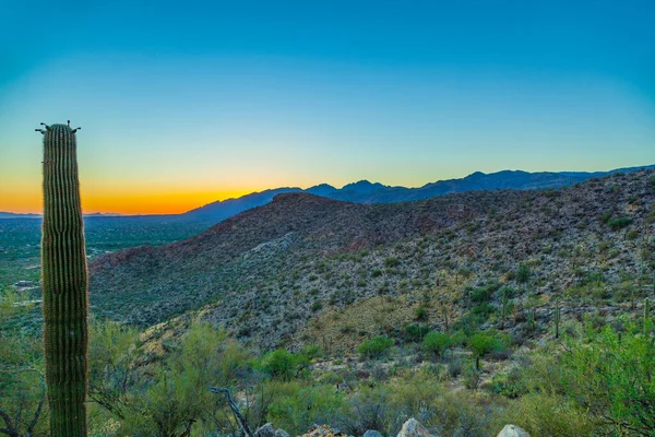 Zonsondergang Met Mooie Groene Cactussen Tuscon Usa — Stockfoto
