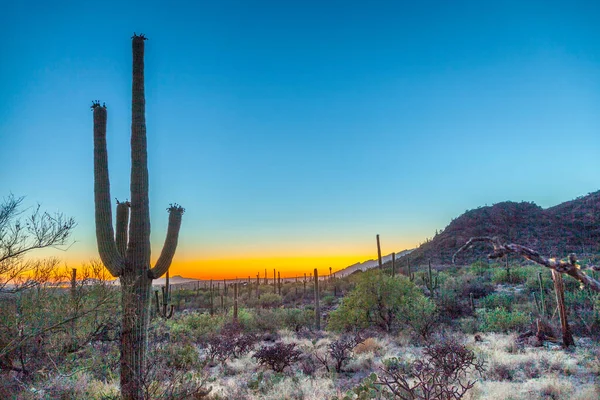 Pôr Sol Com Lindos Cactos Verdes Coconino Arizona — Fotografia de Stock