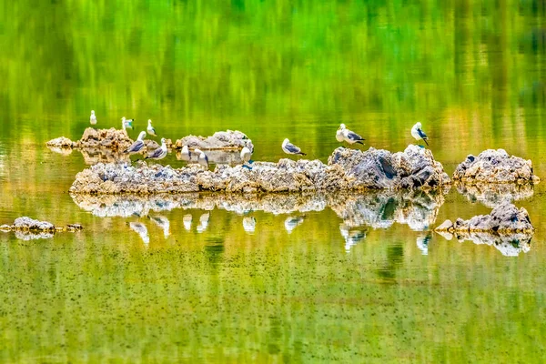 Gaivotas Califórnia Descansando Uma Rocha Mineral Salgado Rica Bela Mono — Fotografia de Stock