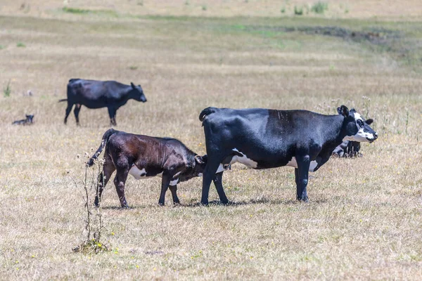 Vaches Broutant Sur Prairie Été — Photo