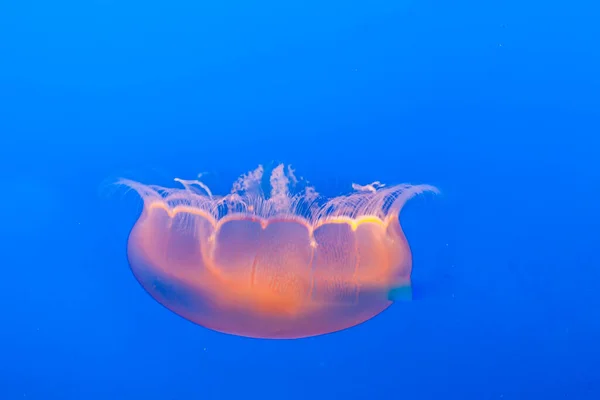 Peixe Geleia Oceano Azul Brilhar Cor Laranja — Fotografia de Stock