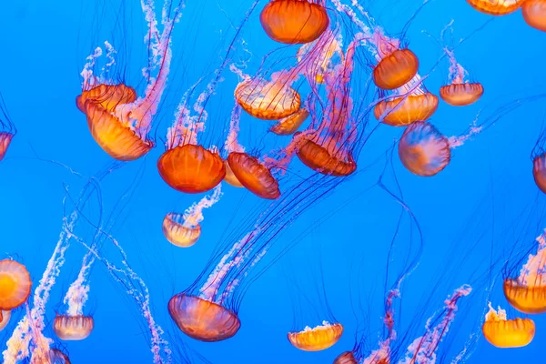 Jelly Fish Blue Ocean Glow Orange Color — Stock Photo, Image