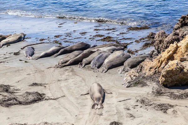 Sealion Descansa Playa San Simeon — Foto de Stock