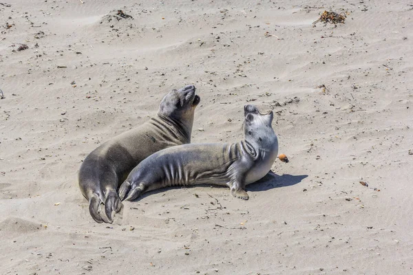 Sealion Nyugszik Strandon San Simeon — Stock Fotó