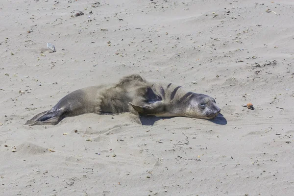 Seelöwe Ruht Strand Von San Simeon — Stockfoto