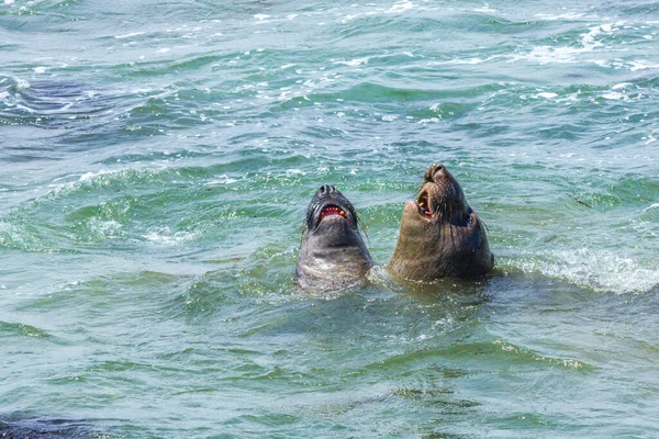 Shouting Male Young Sealion Ocean — Stock Photo, Image