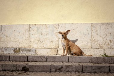Köpek merdivenlerde, Lizbon