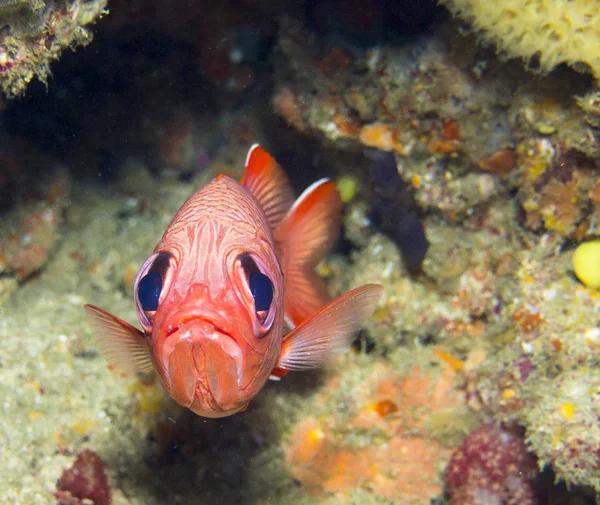 Tropical squirl fish — Stock Photo, Image