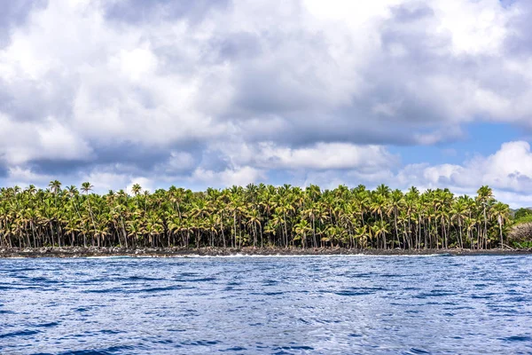 Tropical palm trees along shore — Stock Photo, Image