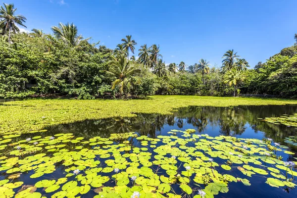 Tropical pond with aquatic flowers — Stock Photo, Image