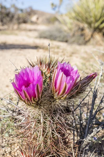 Blommande kaktus blomma — Stockfoto