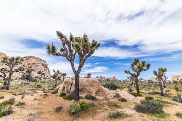 Joshua Tree National Park Desert — Stockfoto