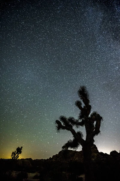 Estrellas en Joshua Tree — Foto de Stock