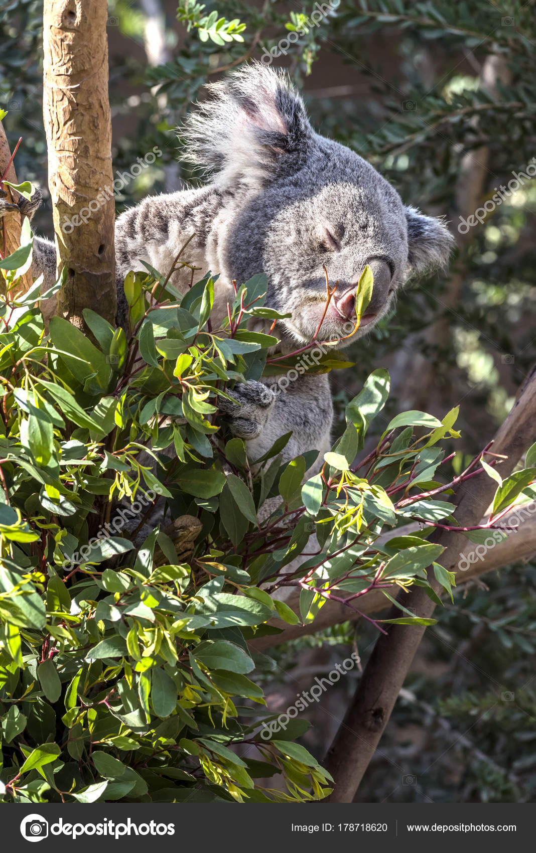Koala Bear In Eucalyptus Tree Stock Photo C Kelpfish 178718620