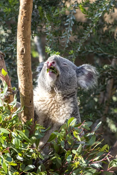 Oso de Koala en eucalipto — Foto de Stock