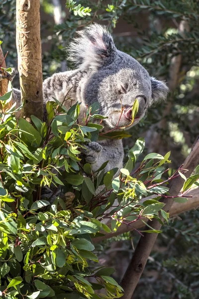 Oso de Koala en eucalipto — Foto de Stock