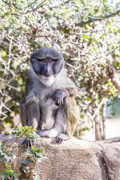 Allen Swamp Monkey on Rock — Stock Photo, Image