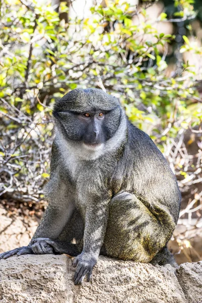 Allen Swamp Monkey on Roc — Stock Photo, Image