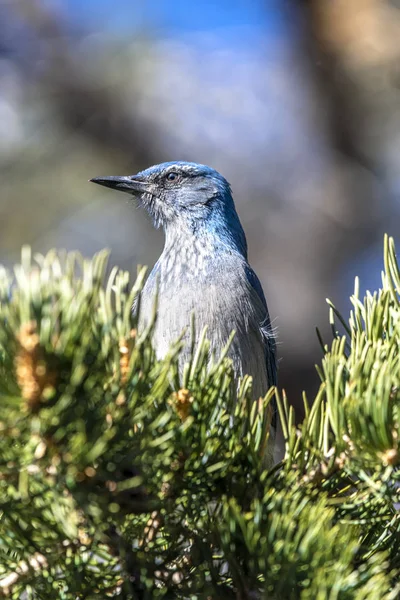 Ein blauer Eichelhäher-Vogel im Baum — Stockfoto