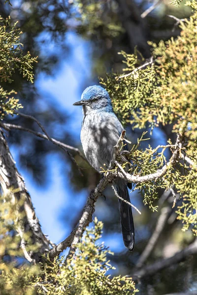 Ein blauer Eichelhäher-Vogel im Baum — Stockfoto