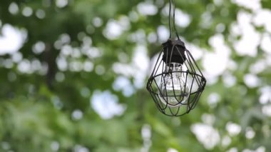 ağaç dalları ile eski ampul