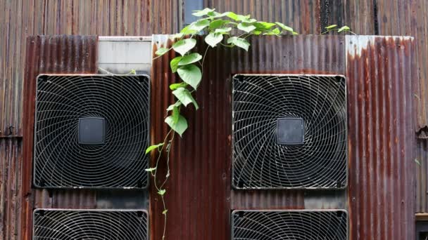 Kompresor udara lama dengan daun merambat — Stok Video