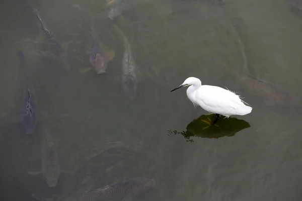 Pequena garça branca — Fotografia de Stock