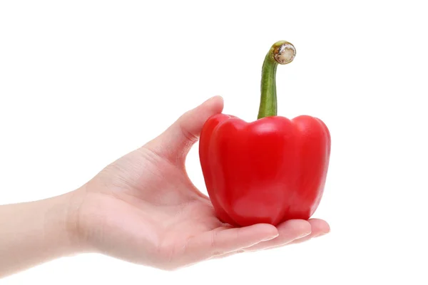 Hand holding red paprika — Stock Photo, Image