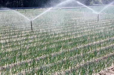 uzun yeşil soğan ve yağmurlama