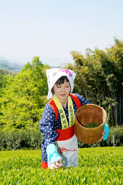 Japon kadın hasat çay yaprakları — Stok fotoğraf