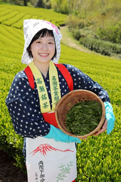 Genç Japon kadın alır çay yaprakları — Stok fotoğraf