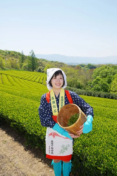 Japon kadın hasat çay yaprakları — Stok fotoğraf