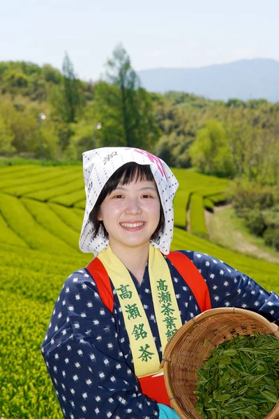 Donna giapponese che raccoglie foglie di tè — Foto Stock