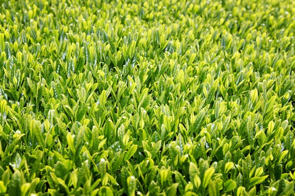 Verse groene thee plantage — Stockfoto