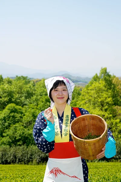 日本女人收获茶树叶 — 图库照片