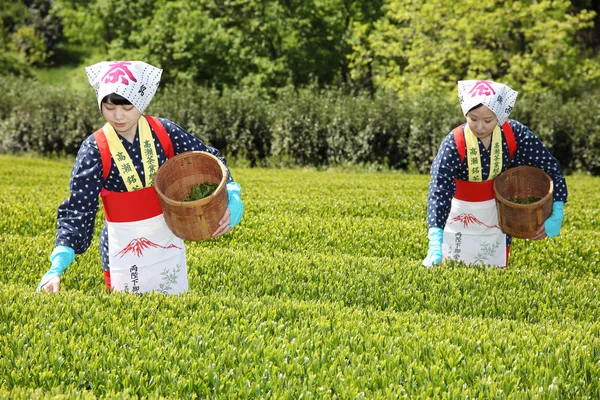 Jonge Japanse vrouw pikt in theebladeren — Stockfoto