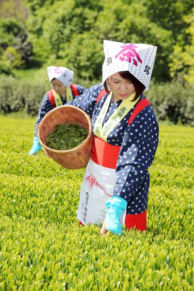 Giovane donna giapponese raccoglie in foglie di tè — Foto Stock