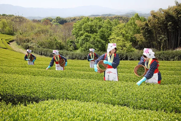 Japanse thee picker — Stockfoto